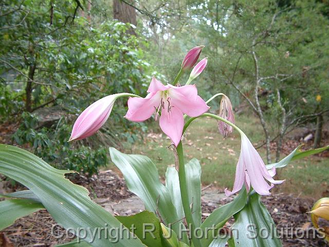 Crinum Pink_3